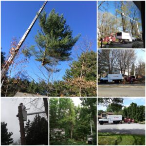 Comprehensive tree service in the lehigh valley & poconos