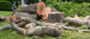 Tree Removal, Trimming & pruning in the Lehigh Valley & Poconos