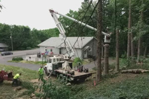 Commercial Tree Removal Lehigh Valley & Poconos