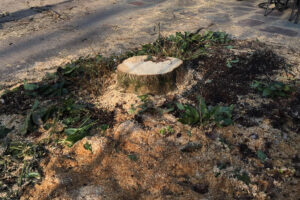 Stump Grinding & Removal In The Lehigh Valley, & Poconos