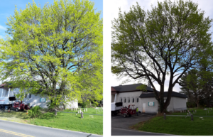 Tree Trimming Easton PA